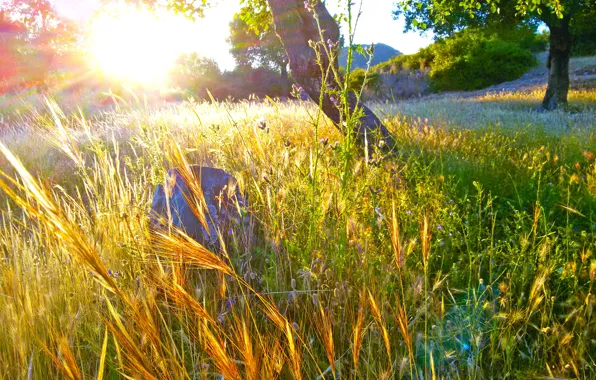 Spring, Greece, Fields, Dusk