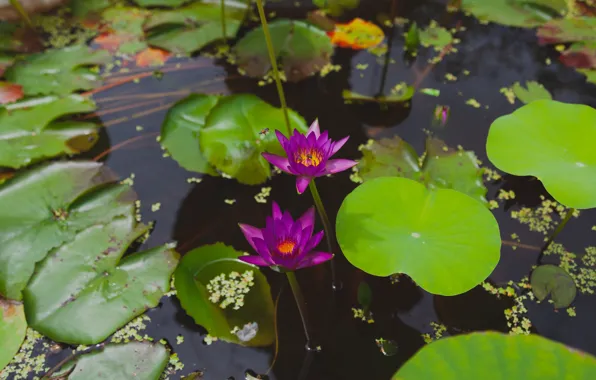 Leaves, flowers, pond, water lilies, lilac, nymphs
