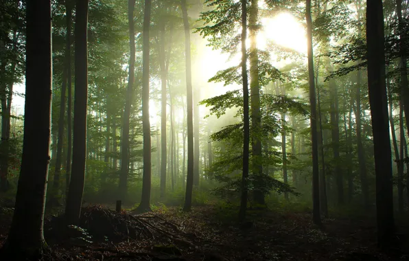 Picture forest, light, nature, morning