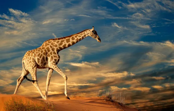 Picture sand, the sky, grass, the sun, clouds, nature, giraffe