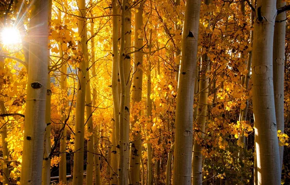 Picture autumn, light, nature, birch