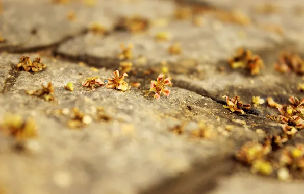 Flowers, petals, a lot