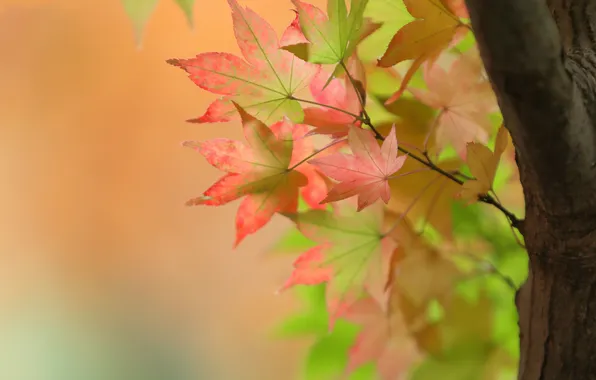 Autumn, leaves, nature