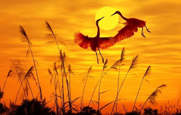 Birds, birds, sunlight, sunlight, sunset sky, sunset sky, flying birds, flying birds
