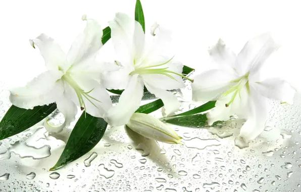 Water, flowers, droplets, leaves, white lilies
