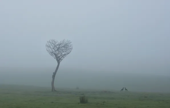 Field, love, birds, fog, tree, love, field, tree
