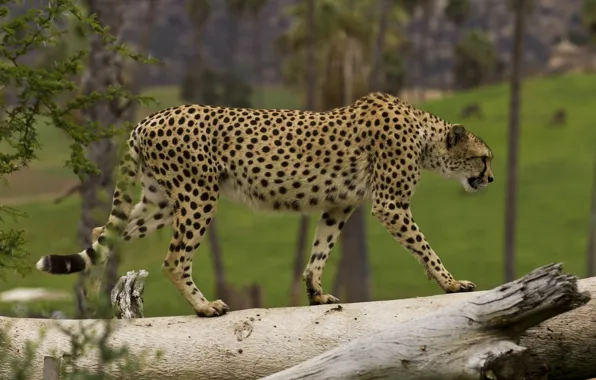 Picture predator, Cheetah, grace, wild cat, is
