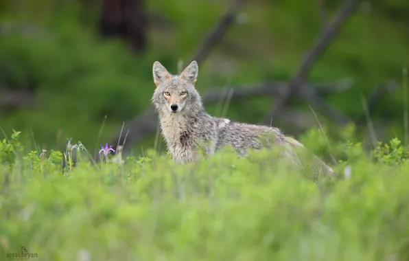Picture grass, look, animal, predator, coyote