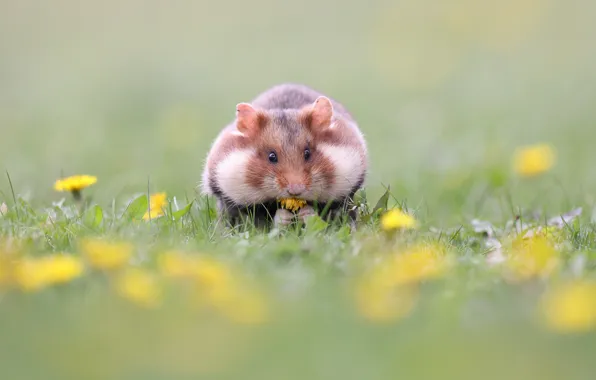 Grass, flowers, hamster, blur, dandelions, face, rodent, cheeks