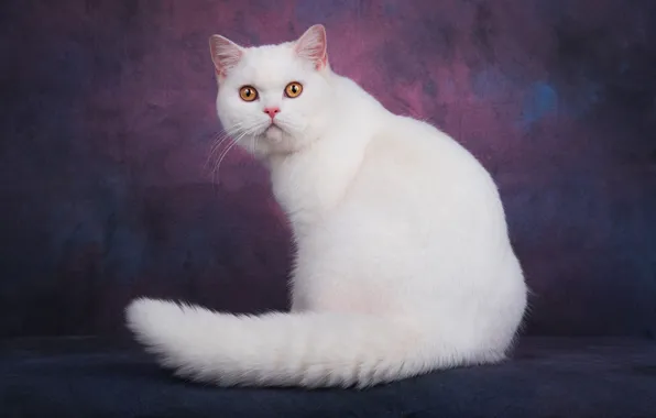 Cat, cat, look, face, pose, the dark background, tail, white