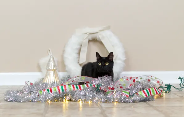 Cat, cat, tape, wall, holiday, Shine, Christmas, black