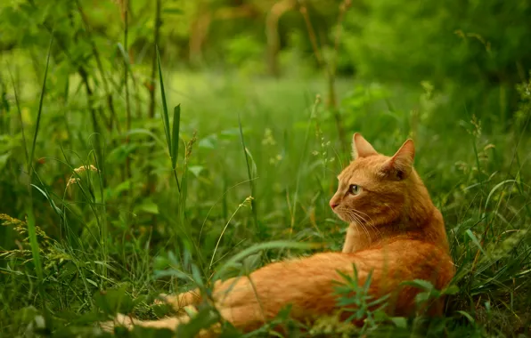 Picture grass, cat, stay, red