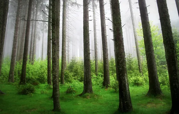 Forest, trees, nature