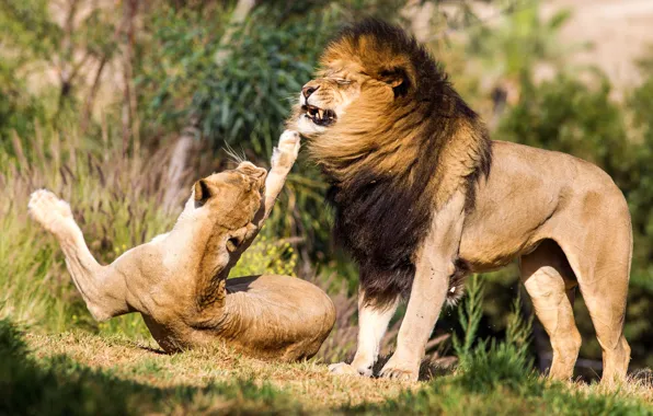 Nature, pose, Leo, pair, grin, evil, lions, lioness