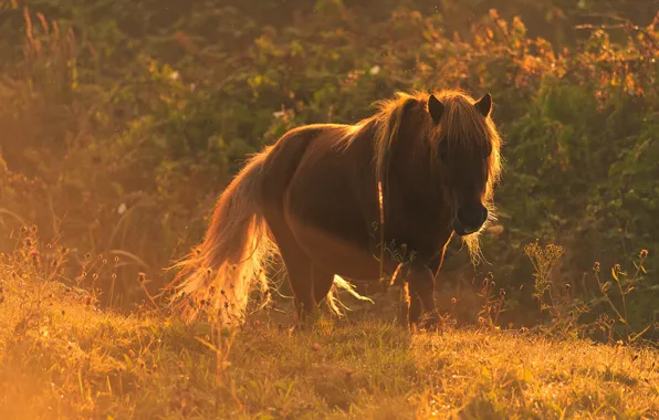 Summer, grass, face, light, nature, fog, Rosa, horse