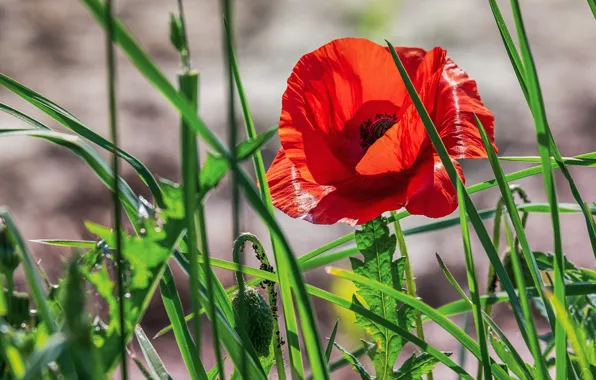 Picture greens, summer, grass, leaves, light, flowers, red, background