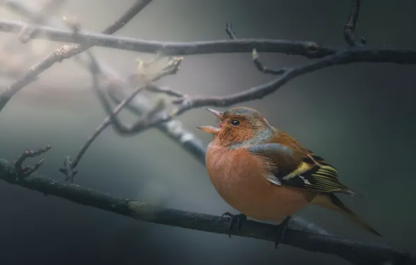 Picture branches, nature, bird, Chaffinch