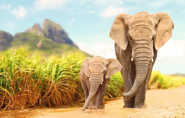 Road, the sky, grass, clouds, mountains, elephant, Africa, walk