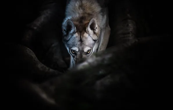 Background, each, dog