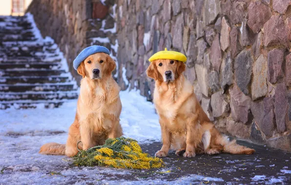 Winter, dogs, snow, flowers, yellow, stones, wall, blue