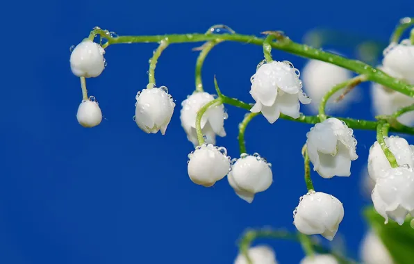 White, flower, drops, freshness, Rosa, sprig, tenderness, spring