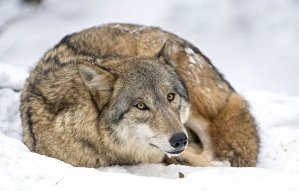 Picture snow, wolf, predator