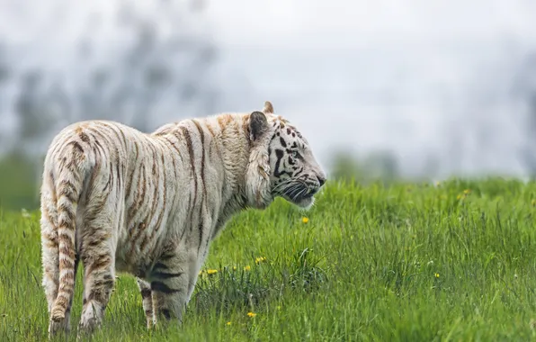 Cat, grass, white tiger, ©Tambako The Jaguar