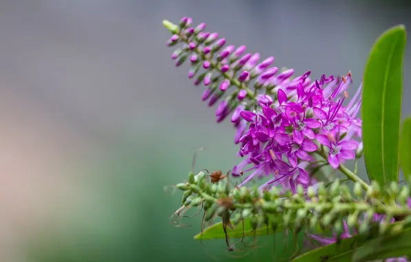 Macro, inflorescence, Cheb
