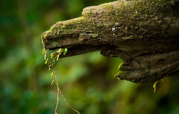 Greens, tree, branch, life