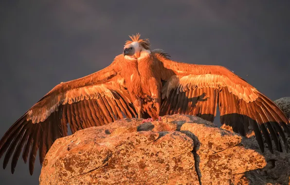 Picture bird, wings, predator, Grif, Griffon vulture