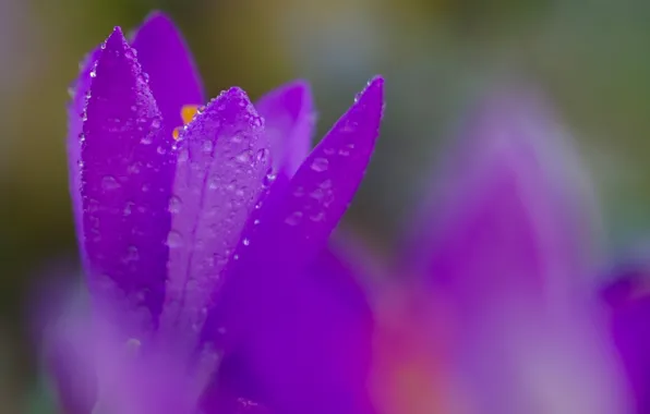 Picture macro, flowers, droplets, Rosa, petals, blur, purple, lilac