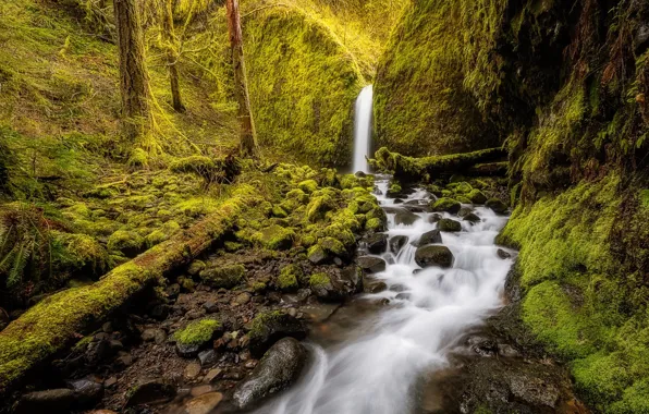 Picture forest, stream, waterfall, moss, Oregon, Oregon, Columbia River Gorge, Mossy Grotto Falls