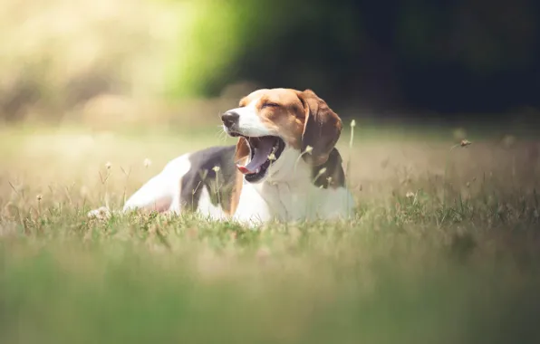 Field, summer, the sun, dog