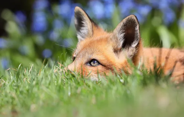 Picture grass, look, nature, background, Fox, red, Fox, bokeh