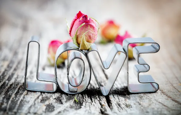 Love, the inscription, rose, LOVE