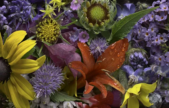 Drops, flowers, Rosa, texture, buds, Martin Dollenkamp