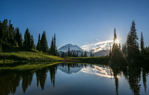 Forest, the sun, landscape, mountains, Mt. Rainier