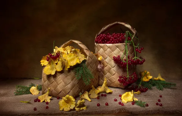 Branches, mushrooms, harvest, still life, basket, needles, basket, chanterelles