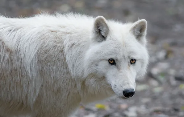 Picture nature, face, animal, wolf, wildlife, head, fur, mammal