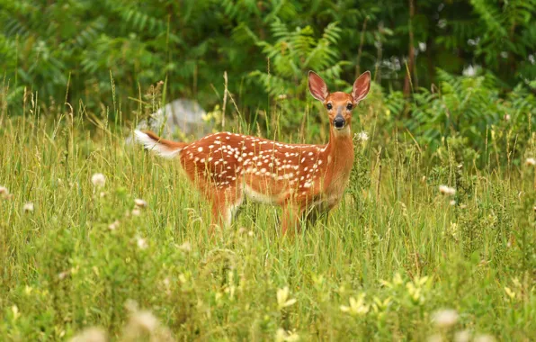 Picture greens, summer, grass, look, nature, Bambi, deer, meadow