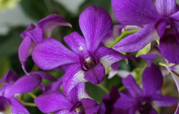 Flowers, orchids, flowering, flowers, orchids, flowering