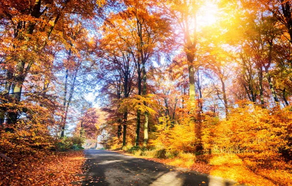 Road, autumn, forest, leaves, trees, Park, forest, road