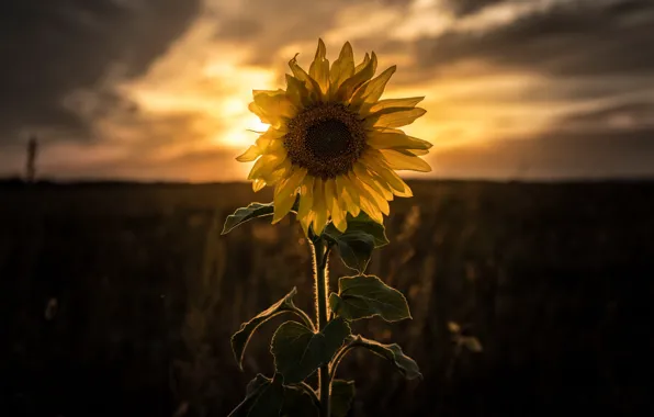 Sunset, nature, sunflower