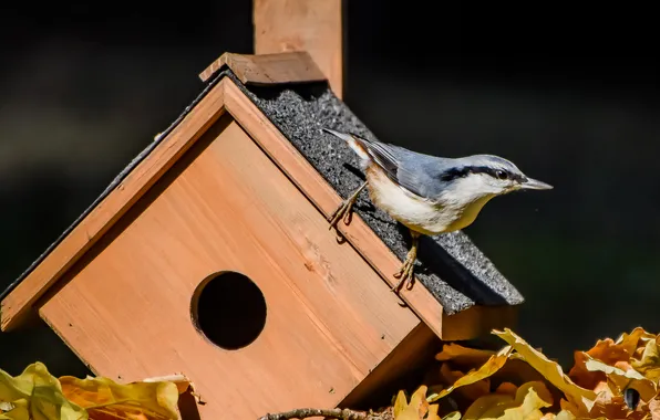 Autumn, birds, birdhouse, nuthatch, photohunt