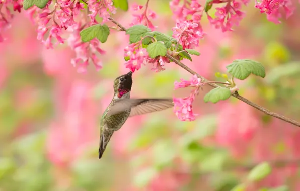 Flight, flowers, branches, background, bird, Hummingbird, pink, bird