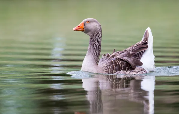 Water, reflection, grey, bird, pond, goose, swimming, important