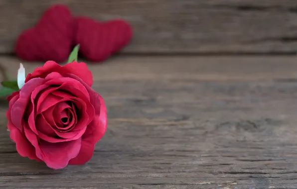 Flower, macro, background, rose