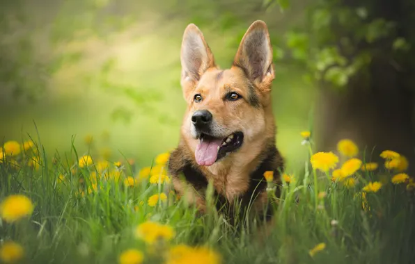 Greens, dog, bokeh, shepherd