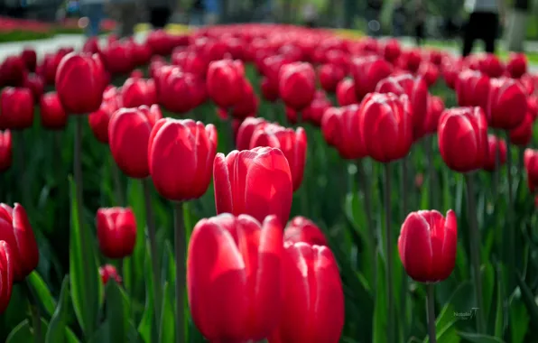 Flowers, red, spring, tulips, flowerbed