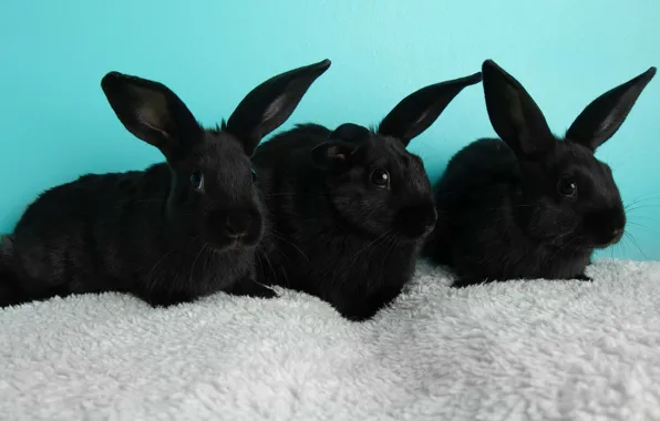 Look, hare, rabbit, rabbits, rabbits, fur, ears, face